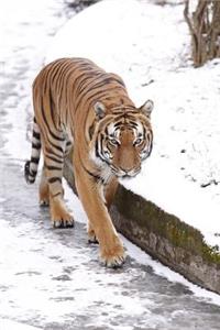 Amur Tiger in the Snow Journal