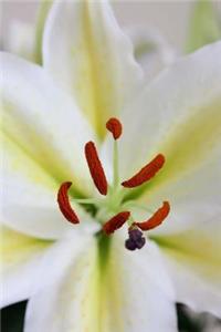 Close-Up of a Large White Lily in a Vase, for the Love of Flowers