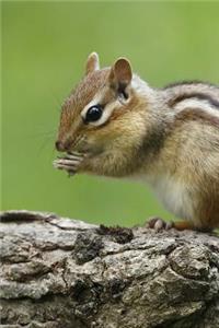 Cute Eastern Chipmunk Tamias striatus Animal Journal