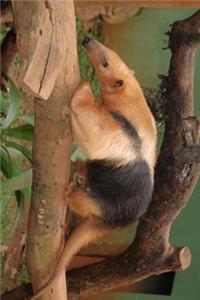 Anteater on a Tree Branch Cool Animal Journal