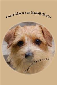 Como Educar a un Norfolk Terrier
