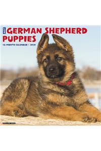 Just German Shepherd Puppies 2020 Wall Calendar (Dog Breed Calendar)