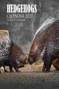 Hedgehogs Calendar 2020