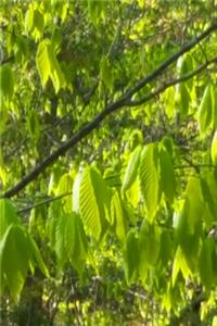 2020 Weekly Planner Spring Morning Forest 134 Pages