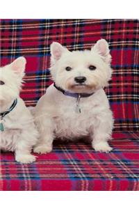 School Composition Book Three White Puppies Dog Photo 200 Pages
