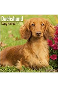 Dachshund Longhaired Calendar 2018
