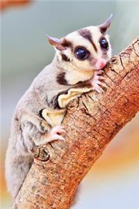 A Sugar Glider Journal