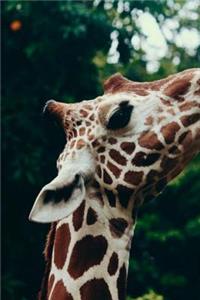 Giraffe Journal