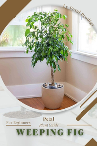 Weeping Fig