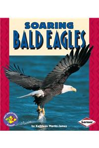 Soaring Bald Eagles
