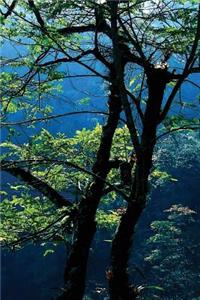 Through the Branches Journal