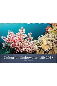 Colourful Underwater Life 2018 2018