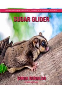 All About Sugar Glider