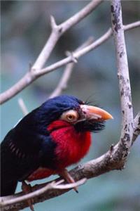 African Bearded Barbet in a Tree Journal