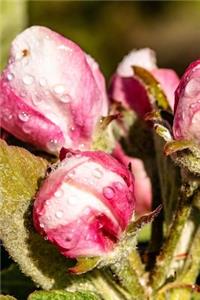 Apple Tree Flower Blossoms Covered in Dew Journal