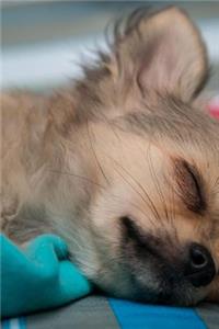 Chihuahua Puppy Napping Journal