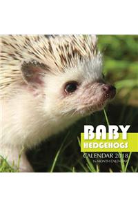 Baby Hedgehogs Calendar 2018