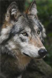 Intent Wolf Up Close Journal