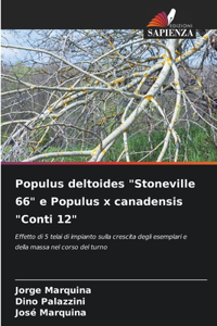 Populus deltoides 