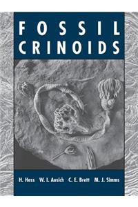 Fossil Crinoids