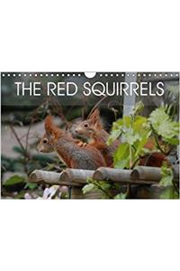 Red Squirrels 2018