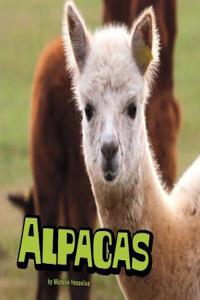 Alpacas