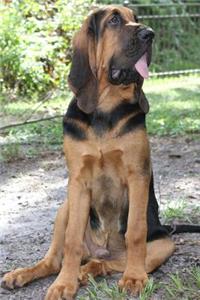 The Bloodhound Dog Journal