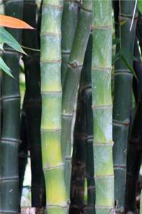 A Bamboo Garden Journal
