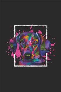 Colorful Dachshund