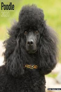Poodle Calendar 2020