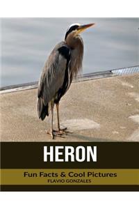 Heron: Fun Facts & Cool Pictures