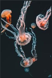 Jellyfish Journal