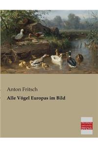 Alle Vogel Europas Im Bild