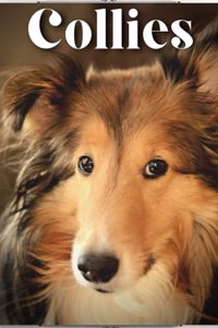 Collies
