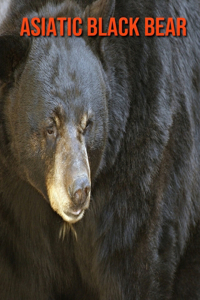 Asiatic Black Bear