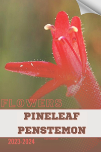 Pineleaf Penstemon