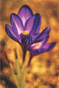 Crocus Spring Flower Purple