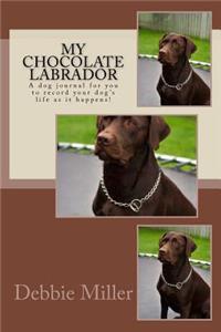 My Chocolate Labrador