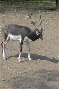 Indian Black Buck Antelope Journal