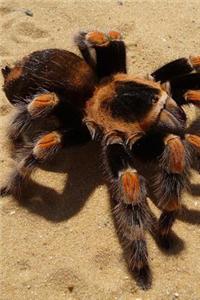 Brachypelma Smithi Mexican Red Knee Tarantula Bird Eater