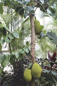 Durian Fruit on a Tree Journal: 150 Page Lined Notebook/Diary