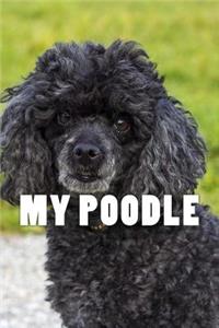 My Poodle (Journal / Notebook)