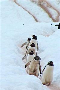 Penguin Parade