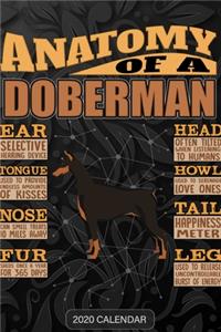 Anatomy Of A Doberman
