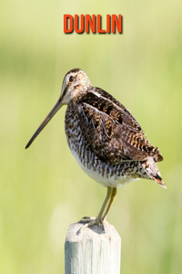 Dunlin