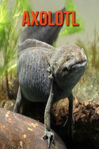 Axolotl