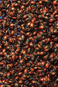 Insect Journal Beetles Crawl Around Entomology