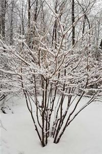 Journal Scenic Winter Weather Woods