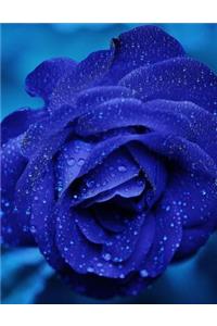 Blue Rose