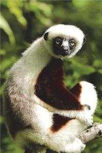 Coquerel's Sifaka Lemur Wonders What You're Looking At Journal